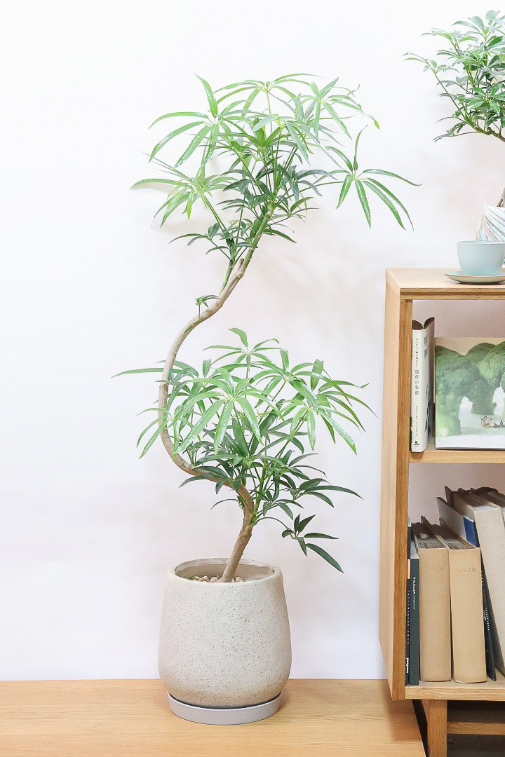 シェフレラ アンガスティフォリアIV61923| 観葉植物の通信販売 | APEGO