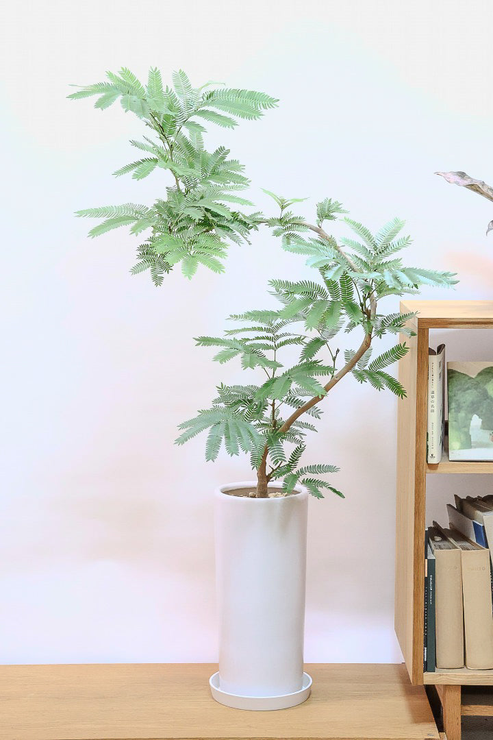 エバーフレッシュW61931| 観葉植物の通信販売 | APEGO(アペーゴ)