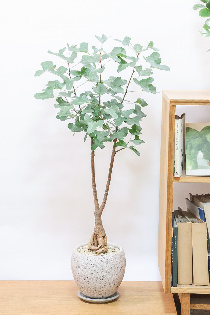ブラキキトン ポプルネウスCO61938| 観葉植物の通信販売 | APEGO(アペーゴ)