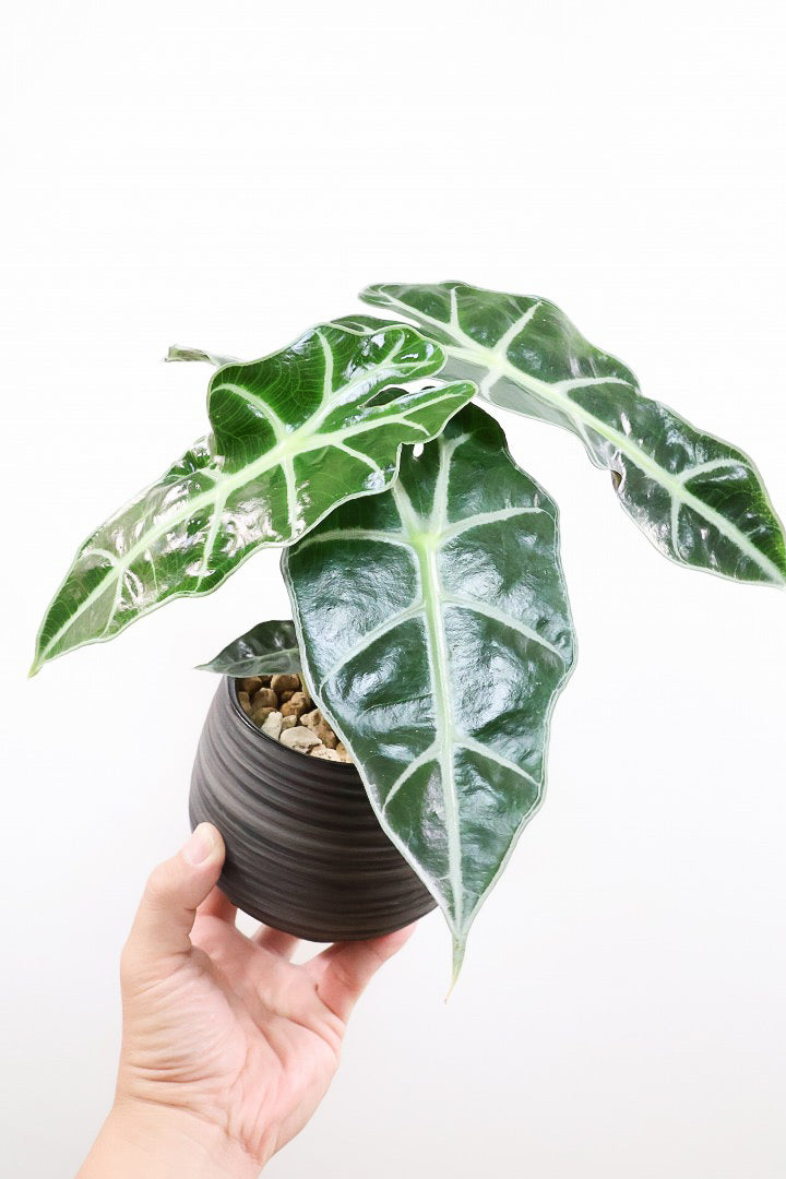 アロカシア アマゾニカWGL61955| 観葉植物の通信販売 | APEGO(アペーゴ)
