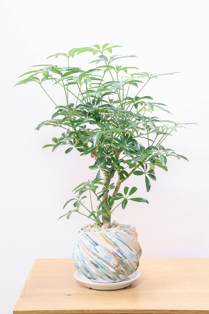 シェフレラ コンパクタMC62011| 観葉植物の通信販売 | APEGO(アペーゴ)