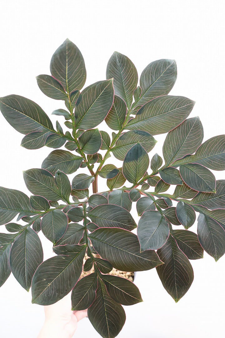 アモルフォファルス ハーマンディPP62070観葉植物の通信販売 | APEGO