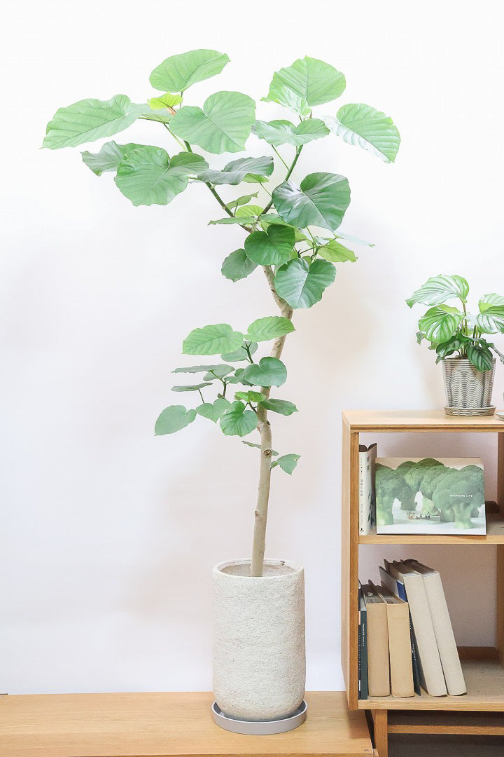 ウンベラータIV62072B| 観葉植物の通信販売 | APEGO(アペーゴ)
