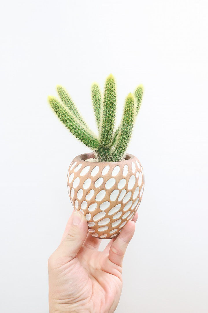 サボテン ヒルデウィンテラBR-W62151| 観葉植物の通信販売 | APEGO