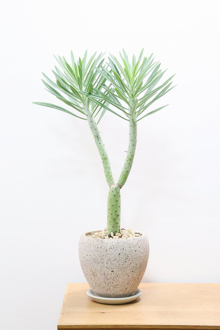 モンキーツリーCO62153| 観葉植物の通信販売 | APEGO(アペーゴ)