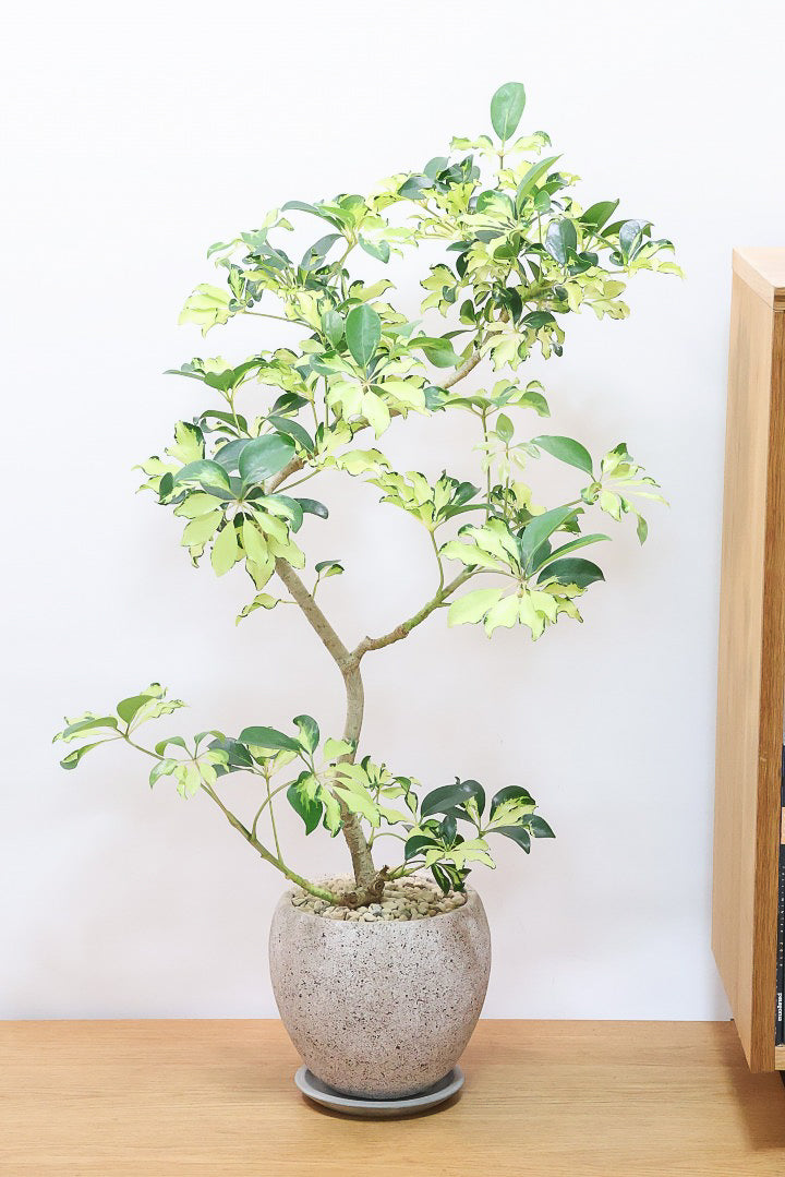 シェフレラ グランディCO62174| 観葉植物の通信販売 | APEGO(アペーゴ)