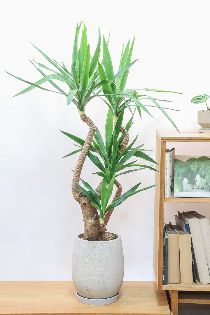 ユッカ エレファンティペスGIV62227| 観葉植物の通信販売 | APEGO