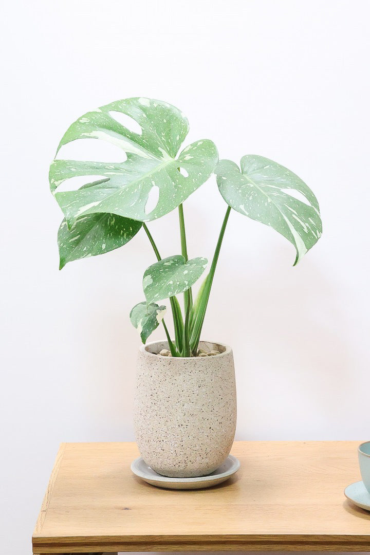 モンステラ タイコンステレーションCO62248| 観葉植物の通信販売