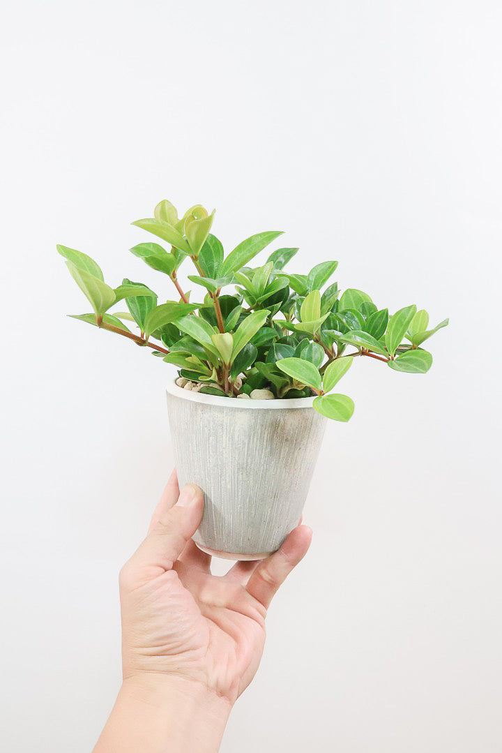 ペペロミア　フェアリー　挿し木用/カット/枝（1本）観葉植物　造園芸　山野草緑木 ペペロミア フェアリーW62251| 観葉植物の通信販売 | APEGO(アペーゴ)