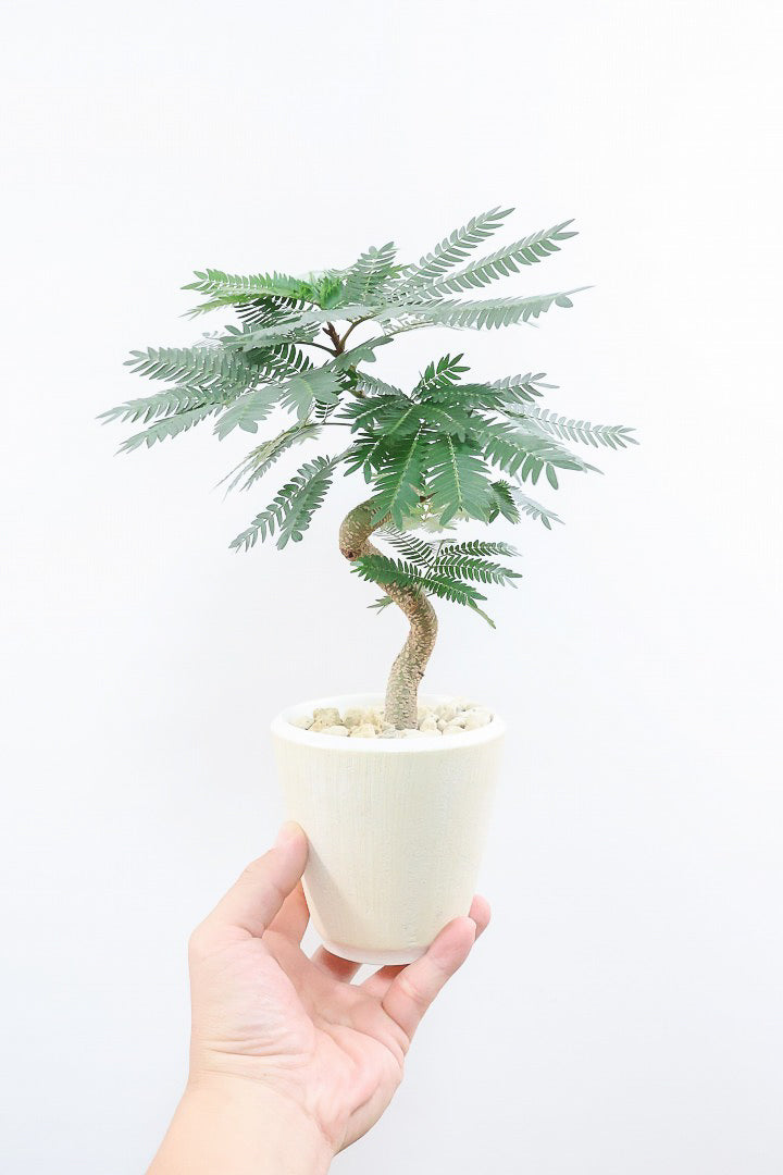 エバーフレッシュW62266| 観葉植物の通信販売 | APEGO(アペーゴ)
