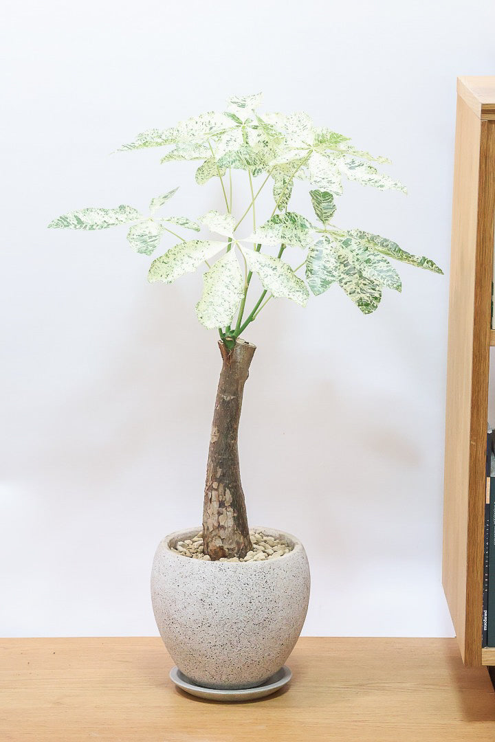 パキラ ミルキーウェイCO62570| 観葉植物の通信販売 | APEGO(アペーゴ)