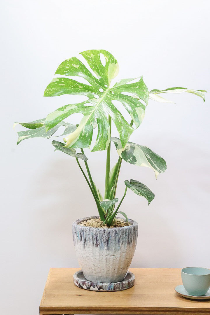 モンステラ タイコンステレーションCB62657| 観葉植物の通信販売