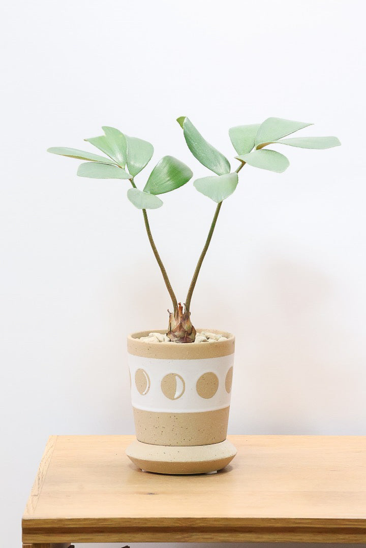 ザミア フルフラケアBR62677| 観葉植物の通信販売 | APEGO(アペーゴ)