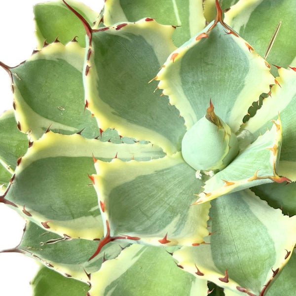 ボリューム満点の観葉植物