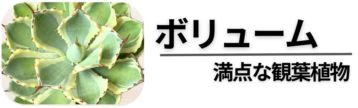 ボリューム満点の観葉植物