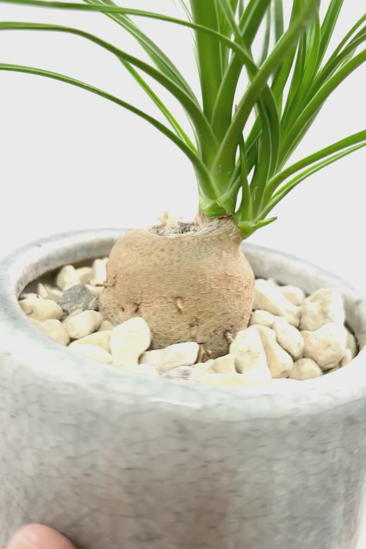 【ノリナ】おチビサイズ!ちょっと横向き!だけど幹はまん丸でかわいい!葉の展開も多いのでおススメですよ!