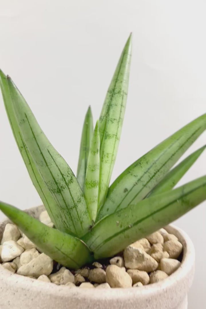 【サンスベリア シルバークラウン】静岡県の生産者さんのこだわり品種!POTとのバランスも最高にカッコいいと思います!