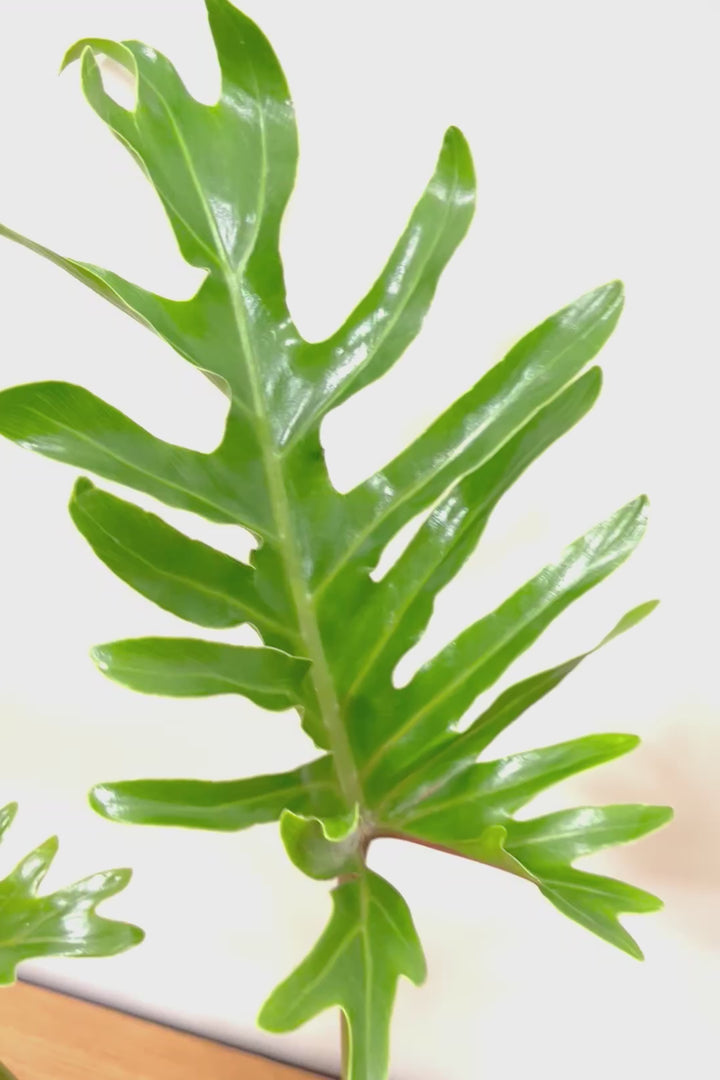 【ジャイアント ザナドゥ】沖縄でゴリゴリの樹形に育てられました!シンプルですがここまで整った樹形は希少ですよ!