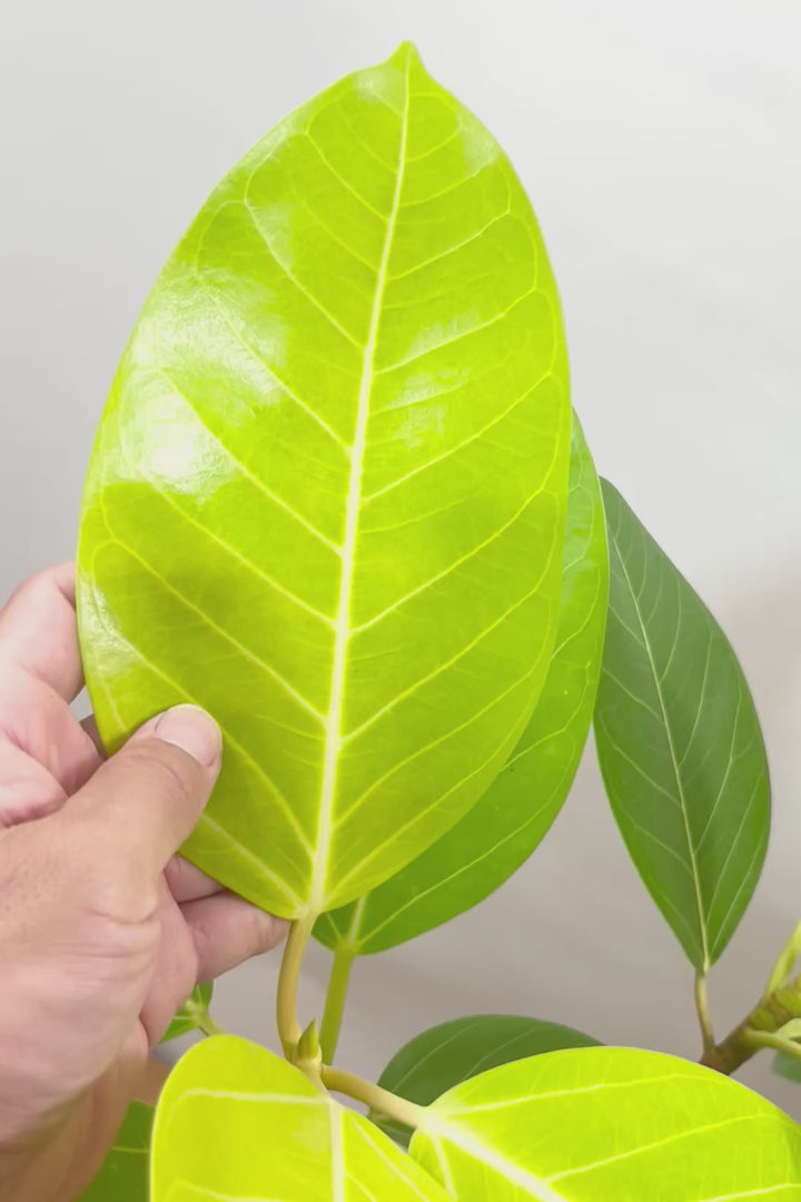 【フィカス ゴールド】久々の入荷!葉がゴールド一色の希少なフィカス。しかもここまで個性的な樹形は更に希少!