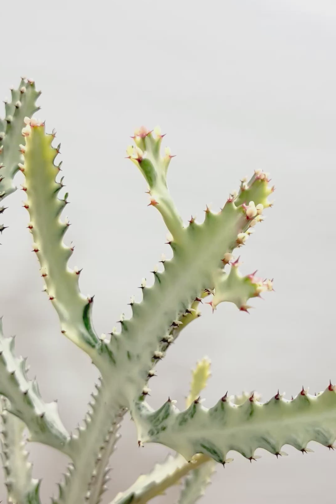 【ユーフォルビア ラクティア ホワイトゴースト】良い樹形!名前の通りホワイトの幹肌がとても美しい!意外と育てやすい!POTもこだわりのデザイン!