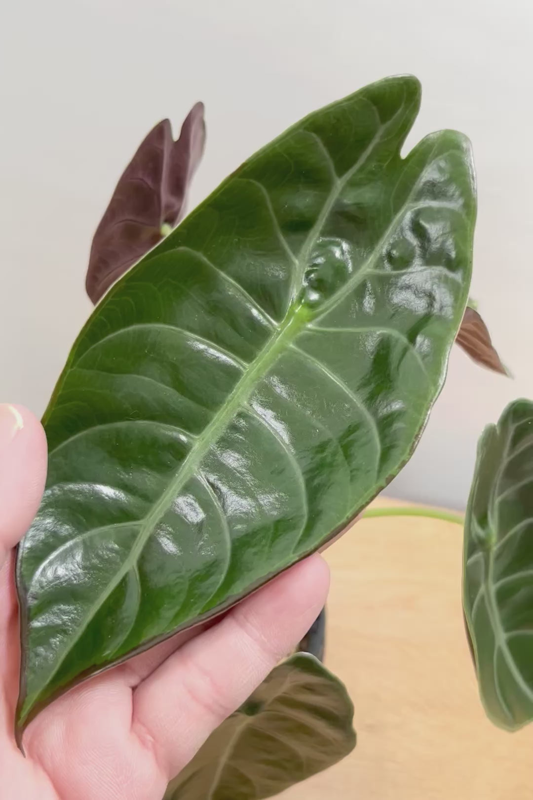 【アロカシア スーヒルマニアナ】APEGO初入荷!ダークカラーの葉色なのでとてもカッコいいですよ!