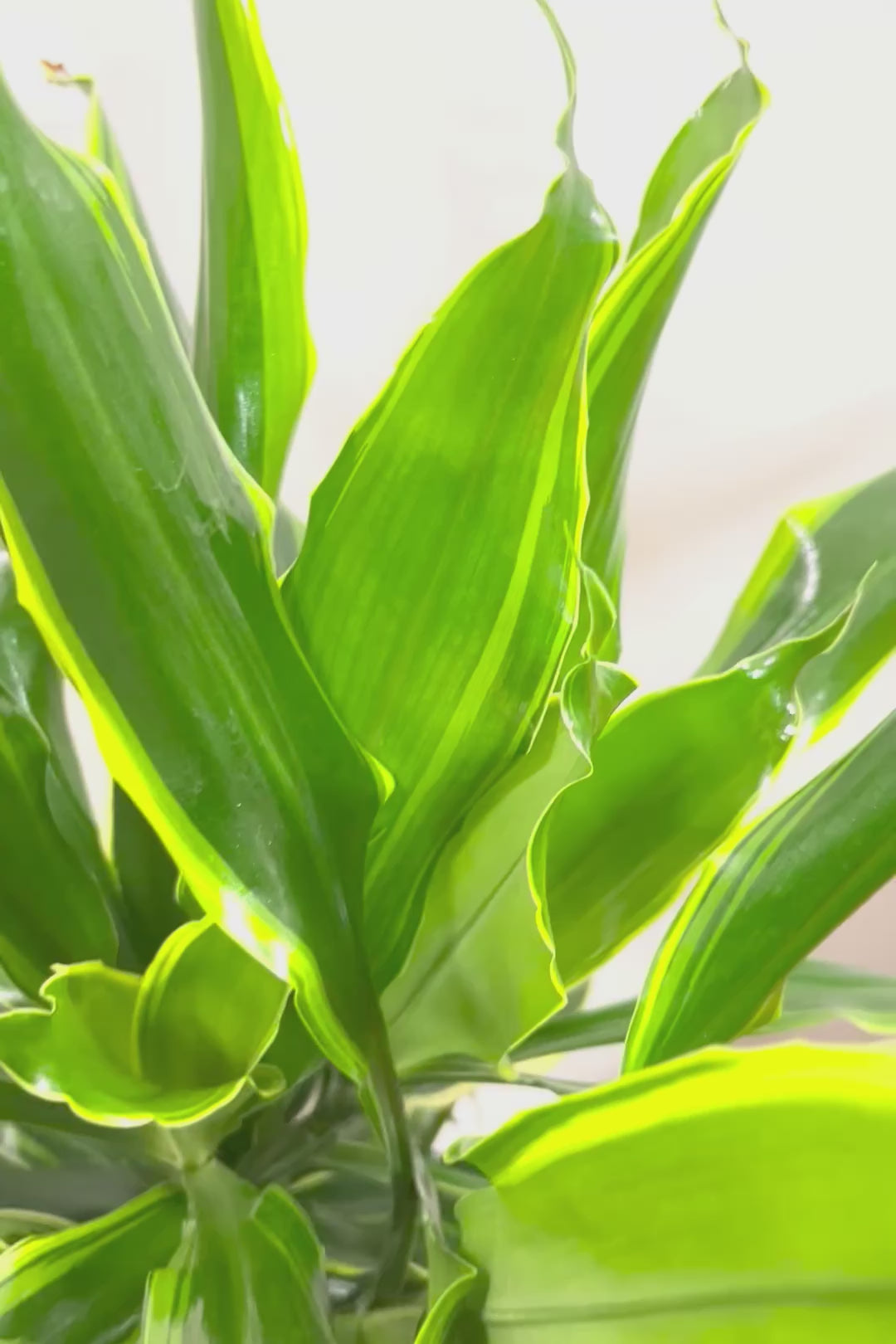 【ドラセナ ゴールドコースト】爽やかなコントラストの葉!この品種は非常に育てやすいので贈り物にもピッタリです!