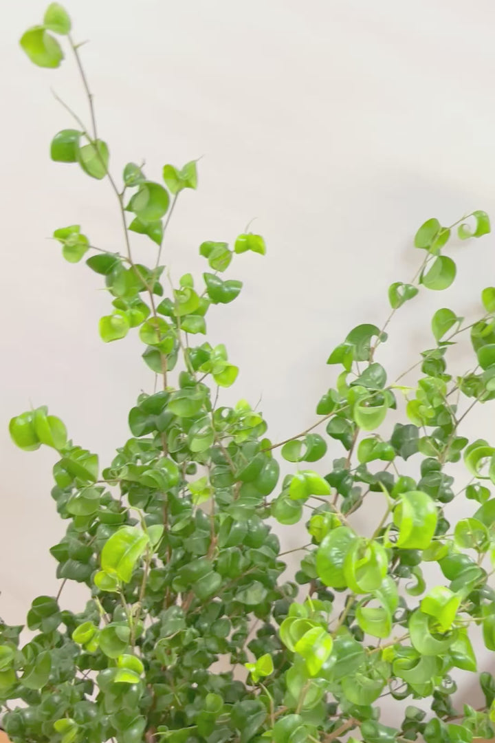 【ベンジャミン バロック】BIGサイズ!愛知県のベンジャミン作りの名人による逸品です!おすすめです!