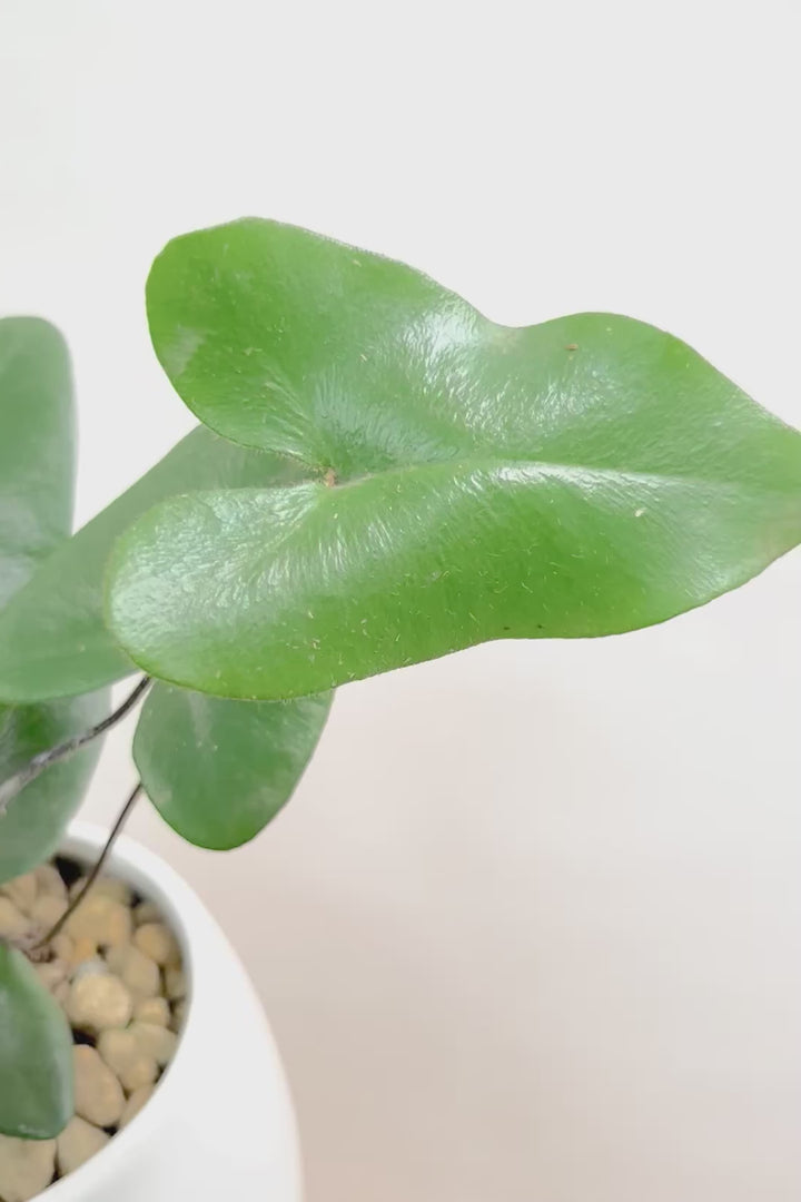 【ヘミオニティス アリフォリア】ハートのふわふわした雰囲気がとってもかわいい観葉植物。しかも日陰に強い!