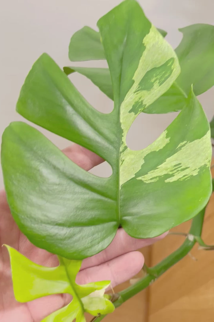 【モンステラ ミニマ】早い者勝ち!斑入りでこの価格!生産者さんのご厚意でこの価格でご提供させていただきます!