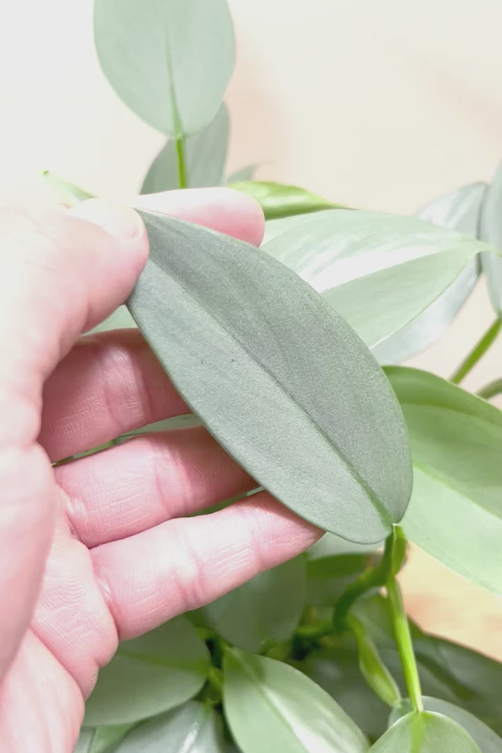 【シルバーメタル】ボリュームのあるサイズ。葉の質感が特徴的な観葉植物です!!状態は最高に良いです!