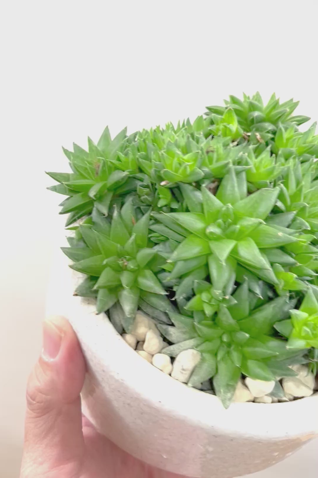 【ハオルチア シンビフォルミス】超群生タイプ!密に葉が出ているのでかわいさ100点満点!ホワイトのポットもスタイリッシュ!