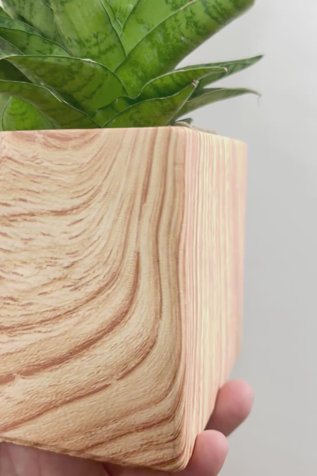 【サンスベリア ハイブリッド】木目調のPOT!希少な群生タイプ!こう見えて1株から分枝しています!POTとの相性もGOOD!