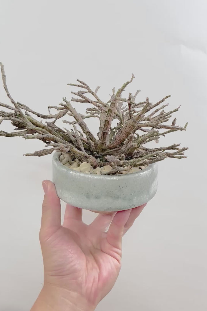 【ユーフォルビア プラティクラーダ】通称ゾンビプランツ!個性的なフォルムの多肉植物!今回はミニサイズでの入荷です!