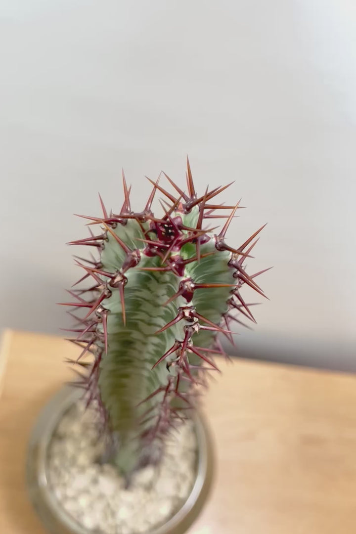 【ユーフォルビア コンフィナリス】この幹肌は美しい!棘も色付いていますので全体のコントラストが最高に美しいです!