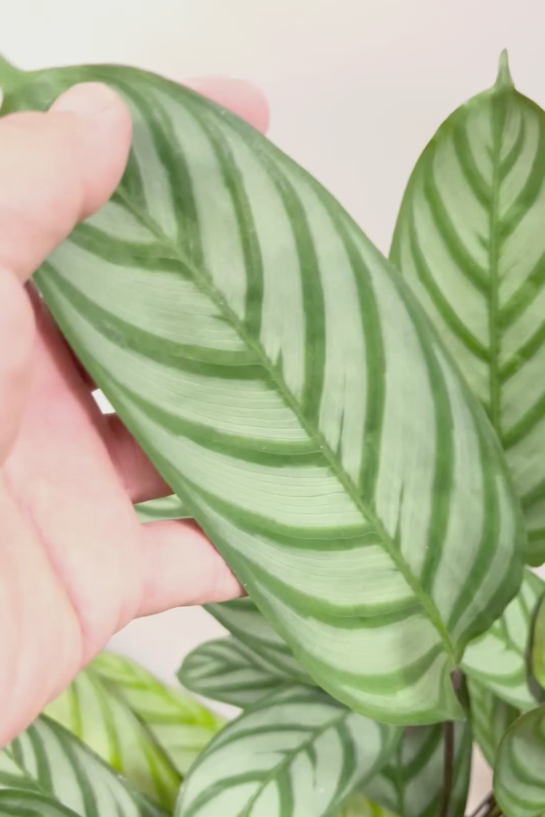 【クテナンテ セトサ】シックな葉色がとても美しいクテナンテの中でも人気の品種です!