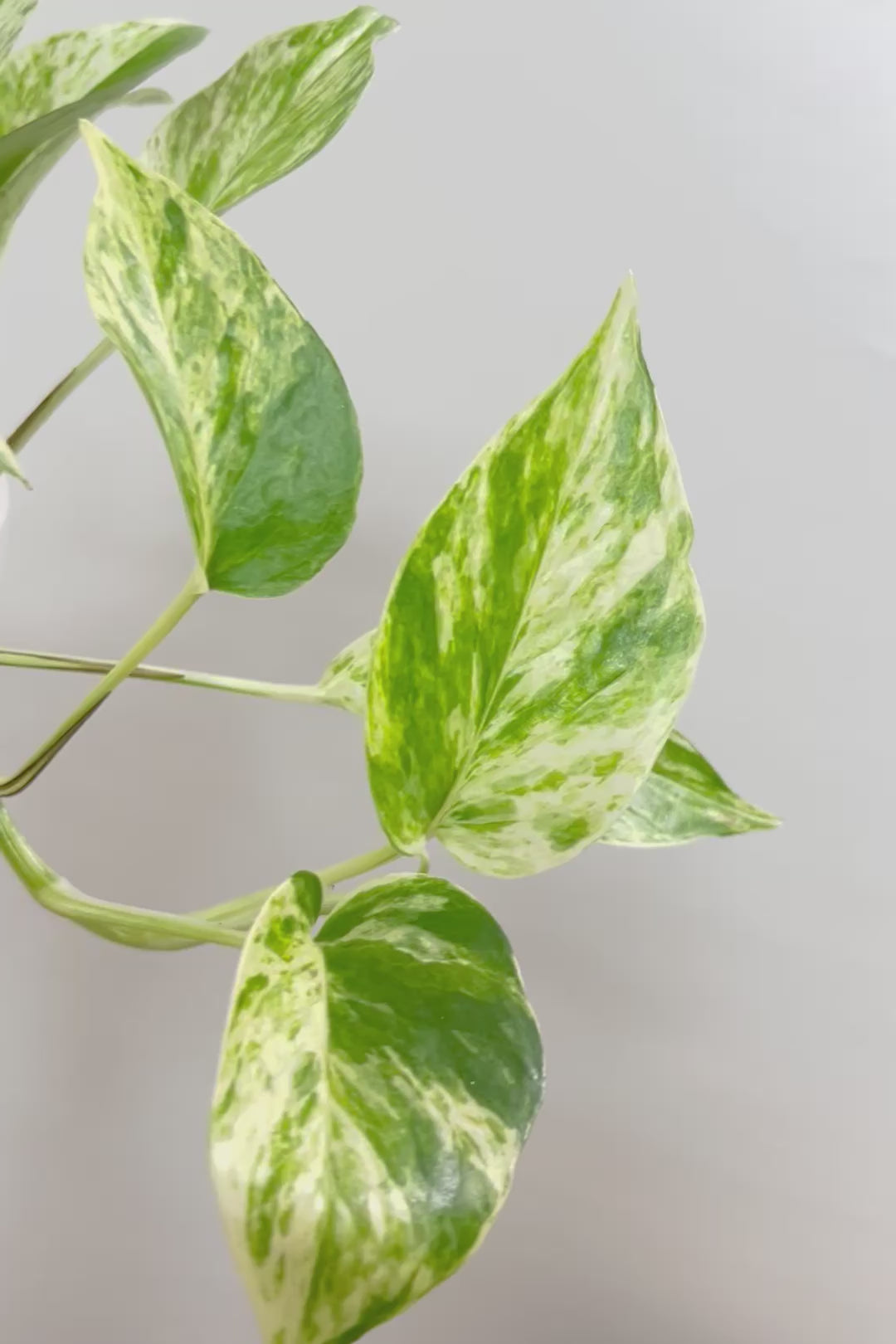【ポトス マーブルクイーン】古くから愛されている人気種。葉模様の美しさに人気なのが納得です!