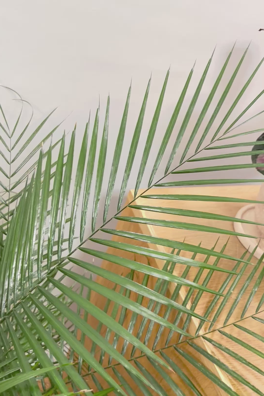 【ブラジルヒメヤシ】漢字で書くと姫椰子。葉が細くて女性らしいしなやかなヤシ。葉には光沢があり上品な印象です!