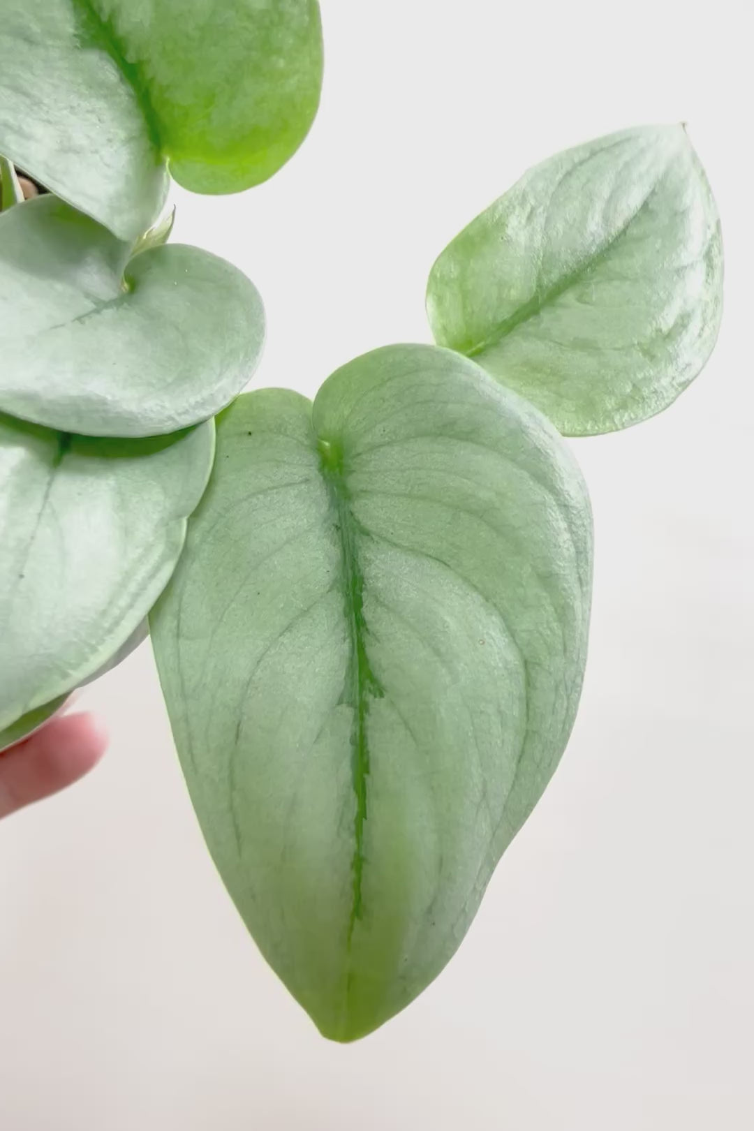 【スキンダプサス プラチナ】ほぼほぼシルバーの葉色。シンプルですがとても美しい葉です!