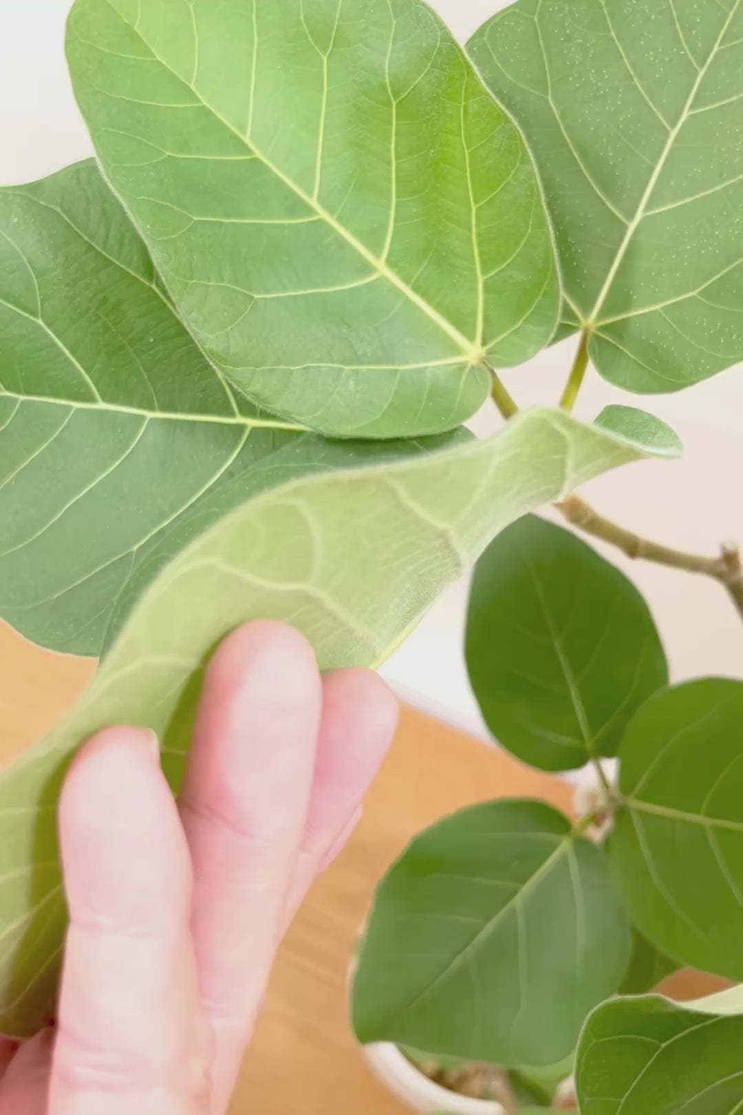 【フィカス エベレスト】程よいサイズ感!フィカスの中でも希少な品種!しかも今回は美しい曲り樹形!これは絶対にオススメ!