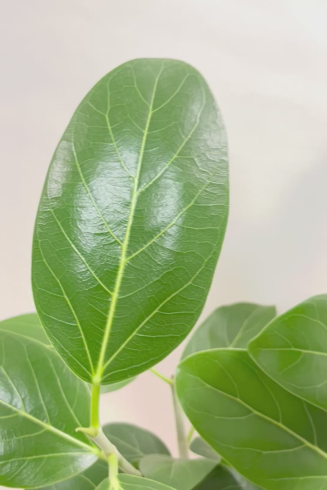 【フィカス ベンガレンシス】愛知県のこだわり樹形を作る生産者さんの素晴らしい逸品です!