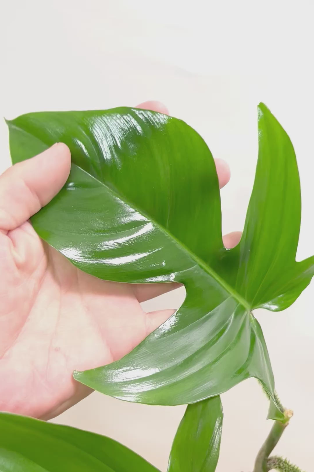 【フィロデンドロン スクアミフェルム】茎に産毛が生えている個性的なフォルム。ここまで立派な株はなかなか見かけません!