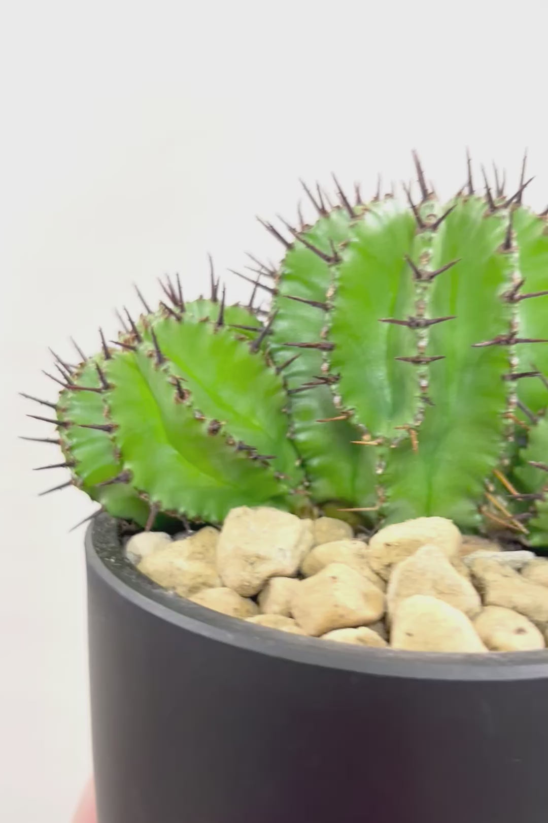 【ユーフォルビア ポリゴナ】群生した美しい樹形!かわいいフォルムなのでおすすめです!今回は軽量なプラスチック鉢での入荷です!