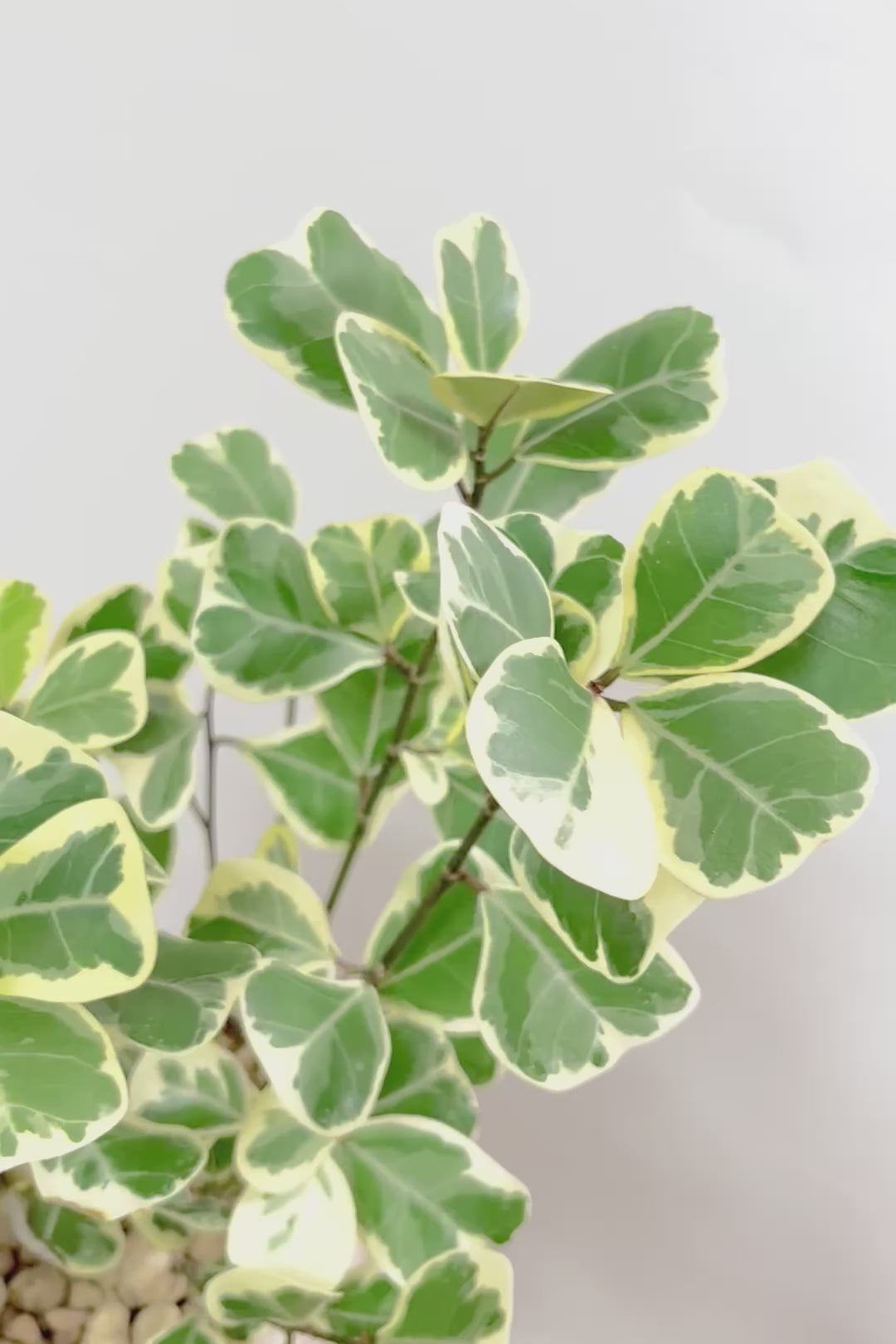 【フィカス  スウィートハート】グリーン&ホワイトの爽やかな葉!明るい場所を好む観葉植物です