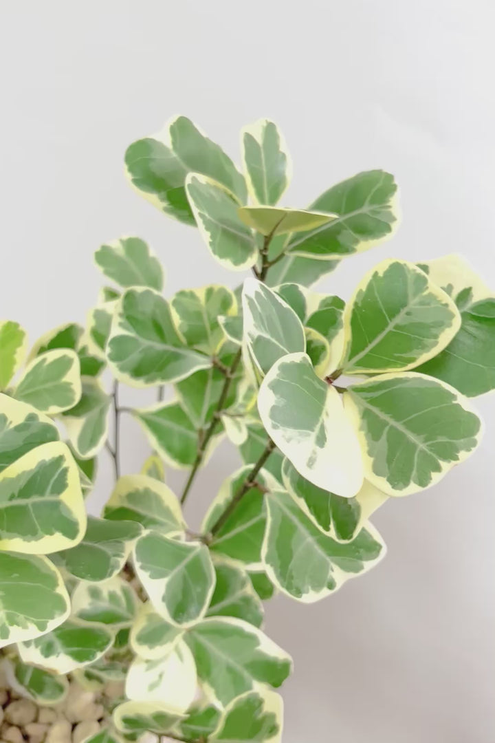 【フィカス  スウィートハート】グリーン&ホワイトの爽やかな葉!明るい場所を好む観葉植物です