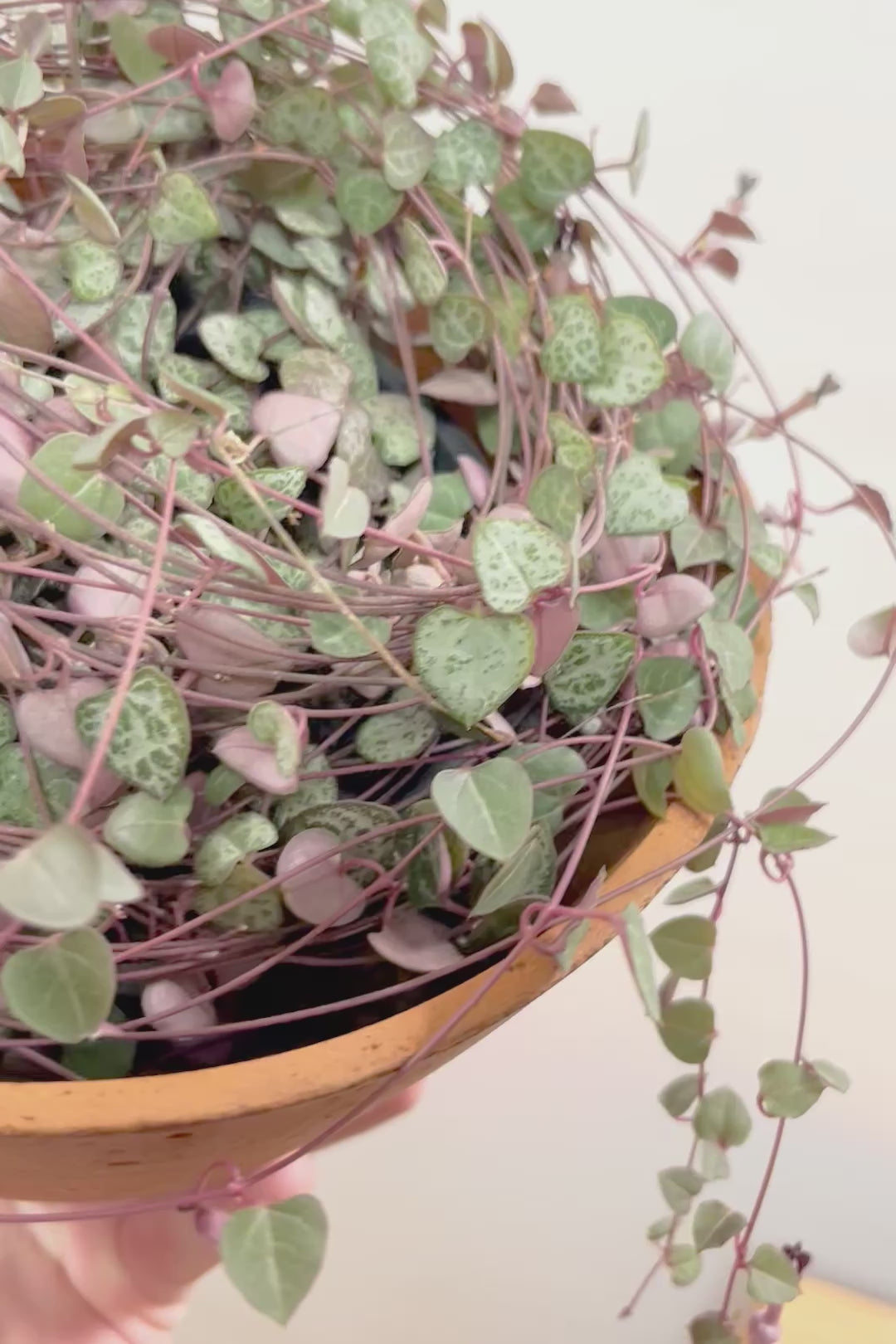 【ハートカズラ】超ロング!かわいいハートの葉。育てやすく水やりが少なくてい多肉植物です!!