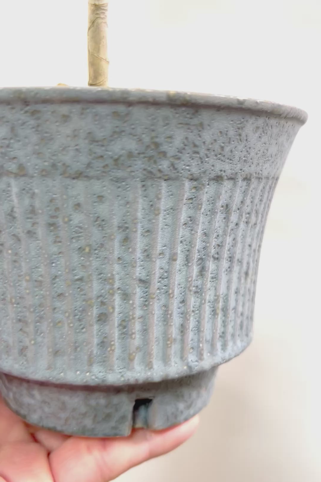 【ジャマイカ】和テイストでかわいいミニサイズ!幹は個性的に仕立てていますので、見応えもありますよ!