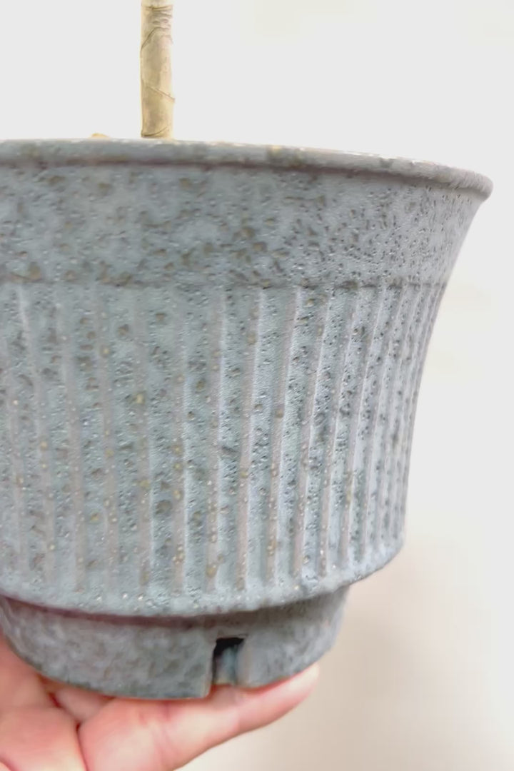 【ジャマイカ】和テイストでかわいいミニサイズ!幹は個性的に仕立てていますので、見応えもありますよ!