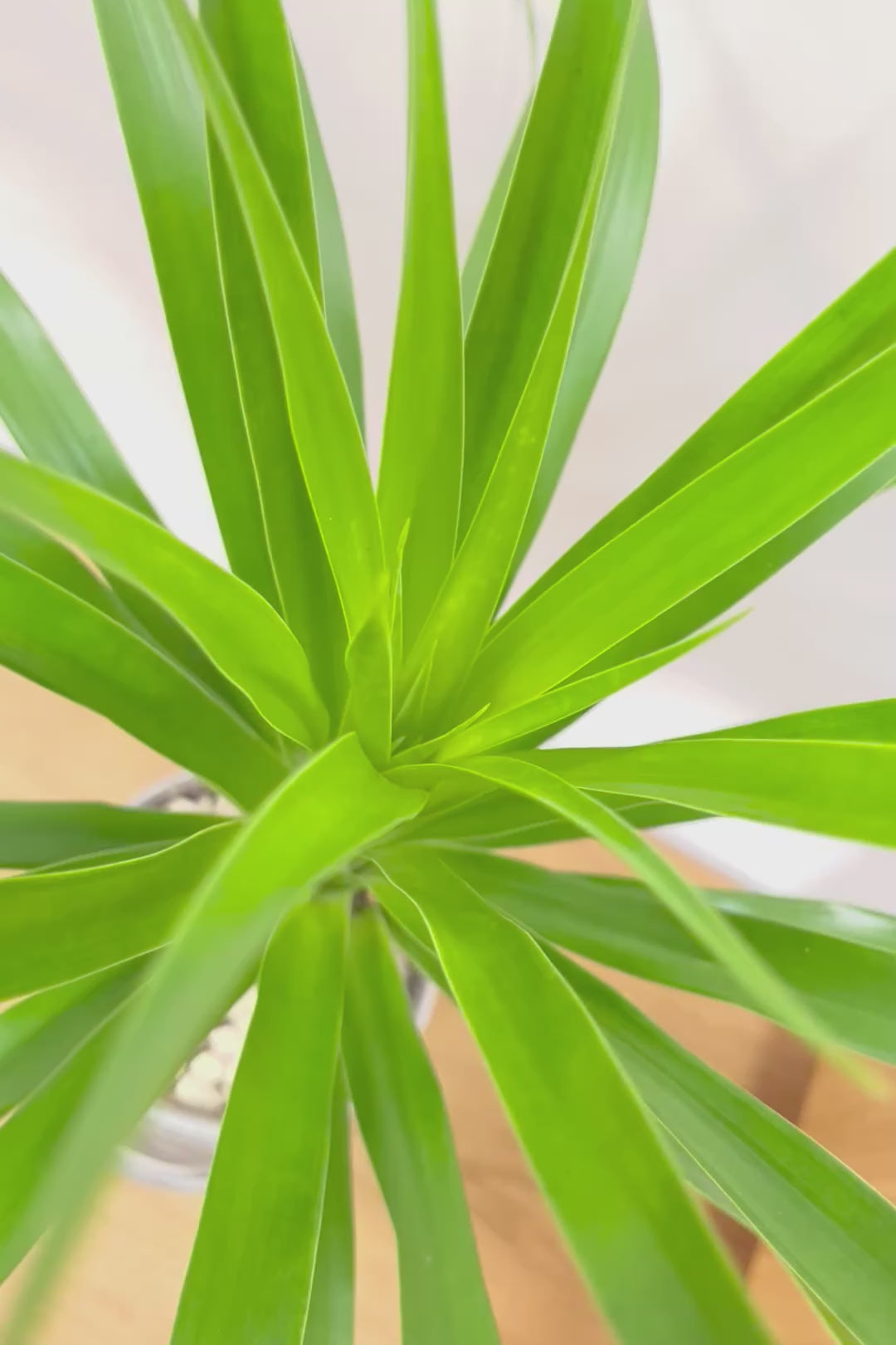 【カンボジアーナ】全体のバランスがとってもいい!シンプルな樹形とPOTのデザインがとてもイイ感じにマッチしております!