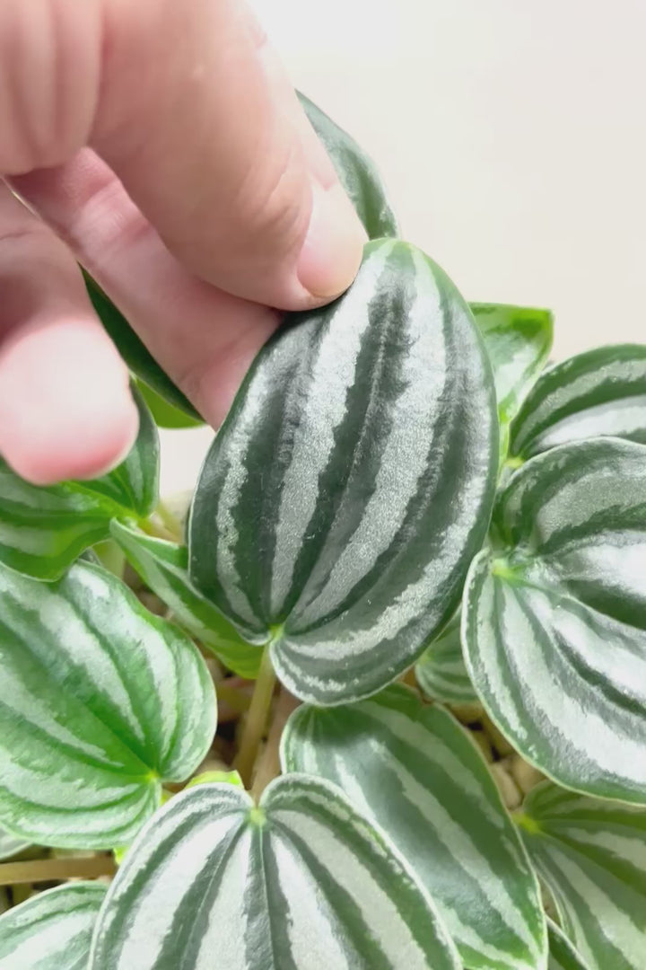 【ペペロミア  ベルシャフェルティ】APEGO初入荷!シルバーの色味がとても強い美しい品種です!