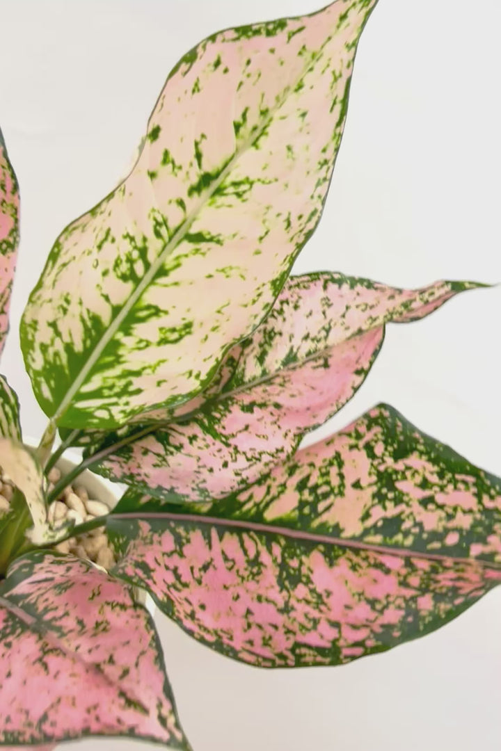 【アグラオネマ カンクンピンク】APEGO初入荷!ピンクの絶妙な葉色がたまらない!お手頃はプラスチック鉢でのご提案です!